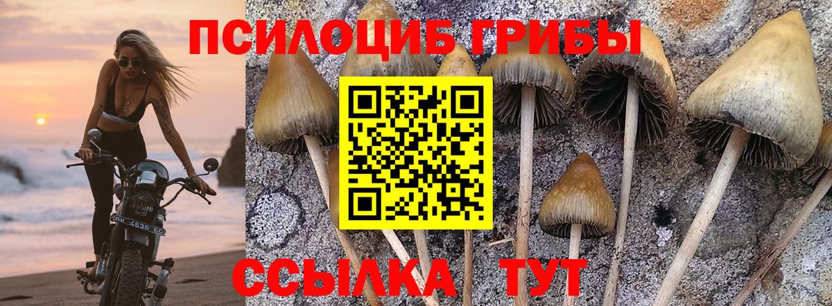 Галлюциногенные грибы GOLDEN TEACHER  Галлюциногенные грибы Magic Shrooms  Вход с VPN  Гатчина 